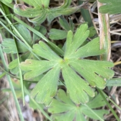 Geranium sp. (Geranium) at Bumbalong, NSW - 4 Oct 2022 by NedJohnston