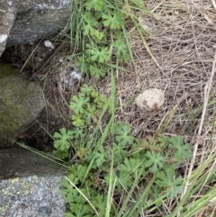 Geranium sp. at Bumbalong, NSW - 4 Oct 2022 01:33 PM