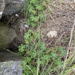 Geranium sp. at Bumbalong, NSW - 4 Oct 2022 01:33 PM