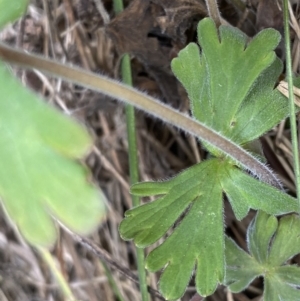 Geranium sp. at Bumbalong, NSW - 4 Oct 2022 01:33 PM