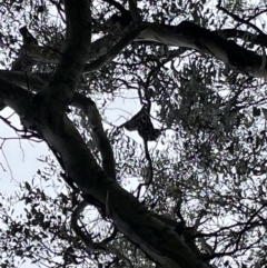 Callocephalon fimbriatum (Gang-gang Cockatoo) at QPRC LGA - 7 Oct 2022 by Mavis