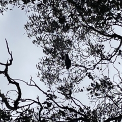 Callocephalon fimbriatum at Jerrabomberra, NSW - suppressed