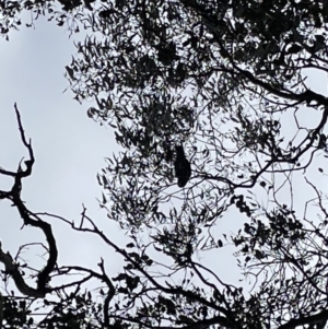 Callocephalon fimbriatum at Jerrabomberra, NSW - 8 Oct 2022