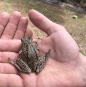 Litoria peronii at Watson, ACT - 8 Oct 2022 10:59 AM