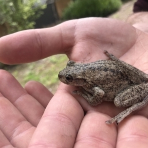 Litoria peronii at Watson, ACT - 8 Oct 2022 10:59 AM