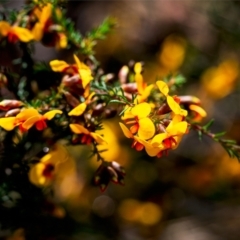 Dillwynia phylicoides (A Parrot-pea) at Bruce, ACT - 8 Oct 2022 by Margo