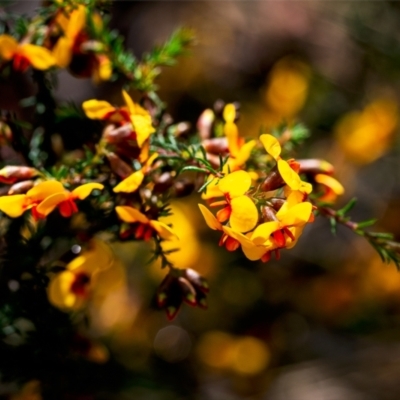 Dillwynia phylicoides (A Parrot-pea) at Bruce, ACT - 7 Oct 2022 by Margo