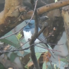 Myiagra rubecula (Leaden Flycatcher) at QPRC LGA - 7 Oct 2022 by Wandiyali