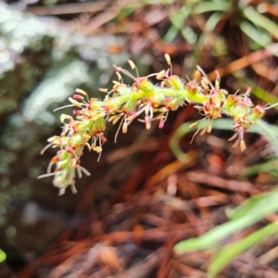 Plantago gaudichaudii (Narrow Plantain) at Isaacs, ACT - 8 Oct 2022 by Mike