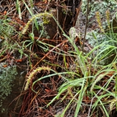 Plantago gaudichaudii at Isaacs, ACT - 8 Oct 2022