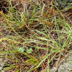 Plantago gaudichaudii at Isaacs, ACT - 8 Oct 2022