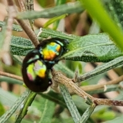 Callidemum hypochalceum (Hop-bush leaf beetle) at Isaacs, ACT - 8 Oct 2022 by Mike