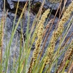 Carex appressa (Tall Sedge) at Isaacs Ridge and Nearby - 8 Oct 2022 by Mike