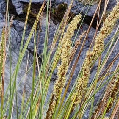 Carex appressa (Tall Sedge) at Isaacs Ridge and Nearby - 8 Oct 2022 by Mike