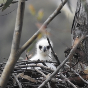 Aquila audax at Kambah, ACT - suppressed