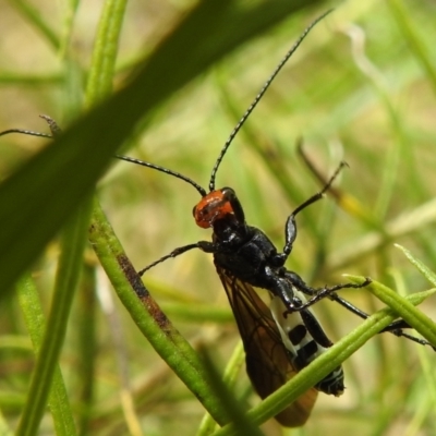 Callibracon capitator (White Flank Black Braconid Wasp) at McQuoids Hill - 8 Oct 2022 by HelenCross