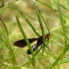 Callibracon capitator at Kambah, ACT - suppressed