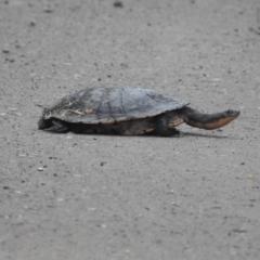 Chelodina longicollis (Eastern Long-necked Turtle) at Lions Youth Haven - Westwood Farm - 8 Oct 2022 by HelenCross