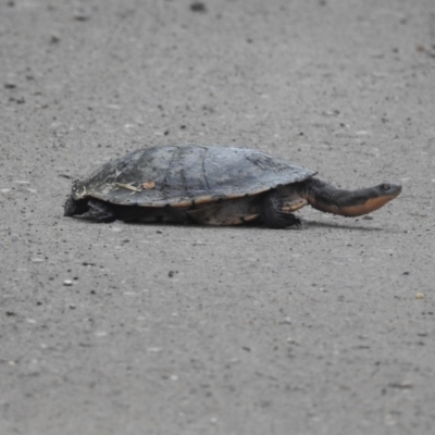 Chelodina longicollis (Eastern Long-necked Turtle) at Lions Youth Haven - Westwood Farm A.C.T. - 8 Oct 2022 by HelenCross