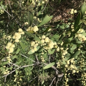 Acacia melanoxylon at Yarralumla, ACT - 12 Sep 2021