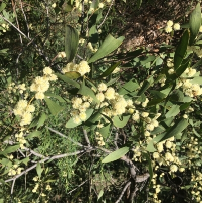 Acacia melanoxylon (Blackwood) at Yarralumla, ACT - 11 Sep 2021 by grakymhirth@tpg.com