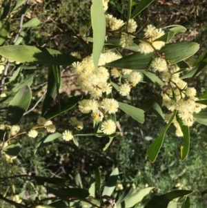 Acacia melanoxylon at Yarralumla, ACT - 12 Sep 2021