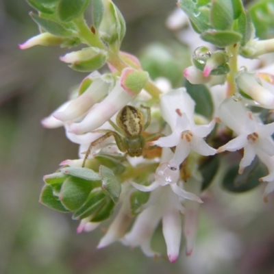 Lehtinelagia prasina (Leek-green flower spider) at Molonglo Valley, ACT - 8 Oct 2022 by MatthewFrawley