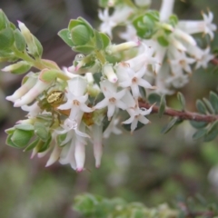 Brachyloma daphnoides (Daphne Heath) at Black Mountain - 8 Oct 2022 by MatthewFrawley