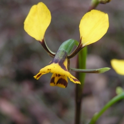 Diuris nigromontana (Black Mountain Leopard Orchid) at Black Mountain - 8 Oct 2022 by MatthewFrawley