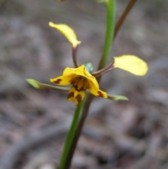 Diuris nigromontana at Molonglo Valley, ACT - 8 Oct 2022