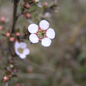 Gaudium multicaule at Molonglo Valley, ACT - 8 Oct 2022 11:06 AM