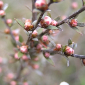 Gaudium multicaule at Molonglo Valley, ACT - 8 Oct 2022 11:06 AM