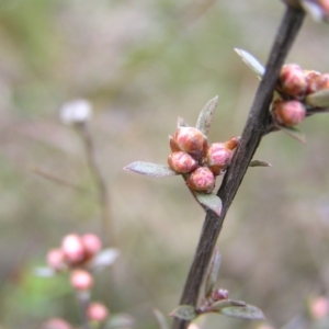 Gaudium multicaule at Molonglo Valley, ACT - 8 Oct 2022