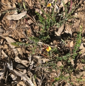 Bossiaea buxifolia at Yarralumla, ACT - 8 Oct 2021