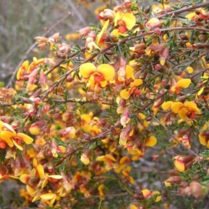 Dillwynia phylicoides at Molonglo Valley, ACT - 8 Oct 2022