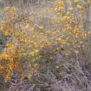 Dillwynia phylicoides at Molonglo Valley, ACT - 8 Oct 2022