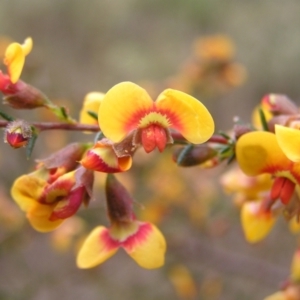 Dillwynia phylicoides at Molonglo Valley, ACT - 8 Oct 2022