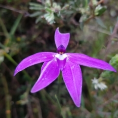 Glossodia major (Wax Lip Orchid) at Molonglo Valley, ACT - 8 Oct 2022 by MatthewFrawley