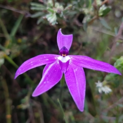 Glossodia major (Wax Lip Orchid) at Black Mountain - 8 Oct 2022 by MatthewFrawley
