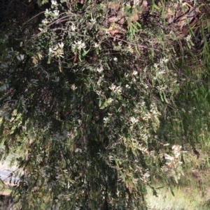 Brachyloma daphnoides at Yarralumla, ACT - 8 Oct 2021