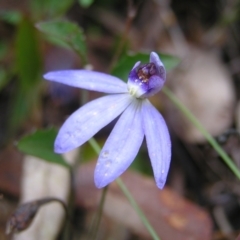 Cyanicula caerulea (Blue Fingers, Blue Fairies) at Black Mountain - 8 Oct 2022 by MatthewFrawley