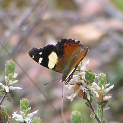 Vanessa itea (Yellow Admiral) at Molonglo Valley, ACT - 8 Oct 2022 by MatthewFrawley