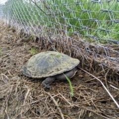 Chelodina longicollis (Eastern Long-necked Turtle) at Throsby, ACT - 8 Oct 2022 by ddxu