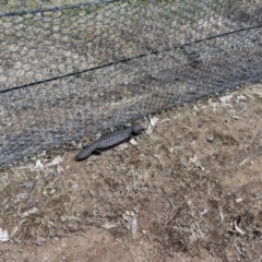 Tiliqua rugosa (Shingleback Lizard) at Mulligans Flat - 3 Oct 2022 by ddxu