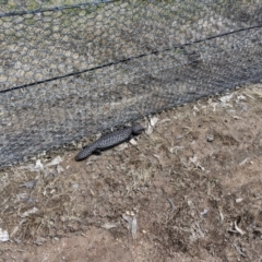 Tiliqua rugosa (Shingleback Lizard) at Throsby, ACT - 3 Oct 2022 by ddxu