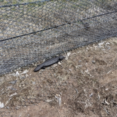 Tiliqua rugosa (Shingleback Lizard) at Mulligans Flat - 3 Oct 2022 by ddxu