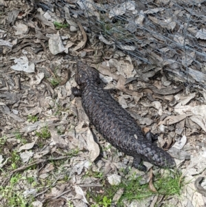 Tiliqua rugosa at Forde, ACT - 3 Oct 2022 12:00 PM