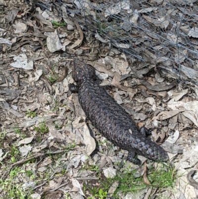 Tiliqua rugosa (Shingleback Lizard) at Mulligans Flat - 3 Oct 2022 by ddxu