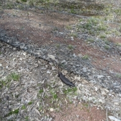 Tiliqua rugosa at Forde, ACT - 3 Oct 2022 12:00 PM