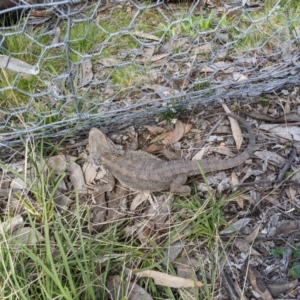 Pogona barbata at Forde, ACT - suppressed